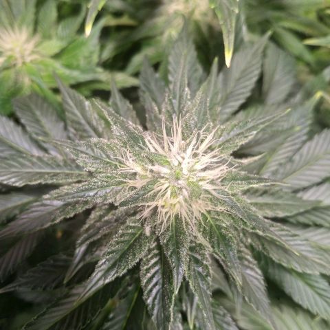 Northern Lights growlog timeline photo