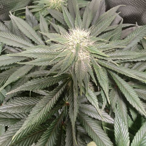 Northern Lights growlog timeline photo