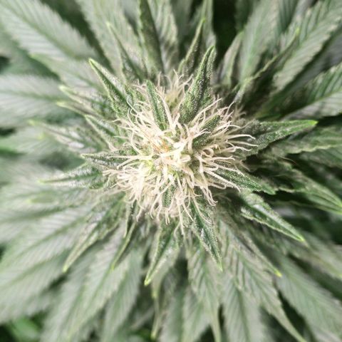 Northern Lights growlog timeline photo