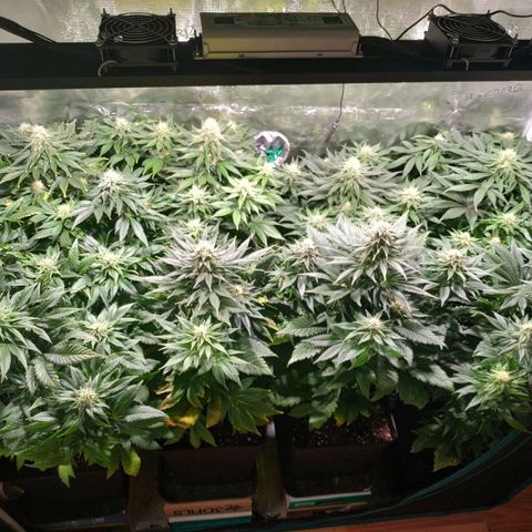 Northern Lights growlog timeline photo