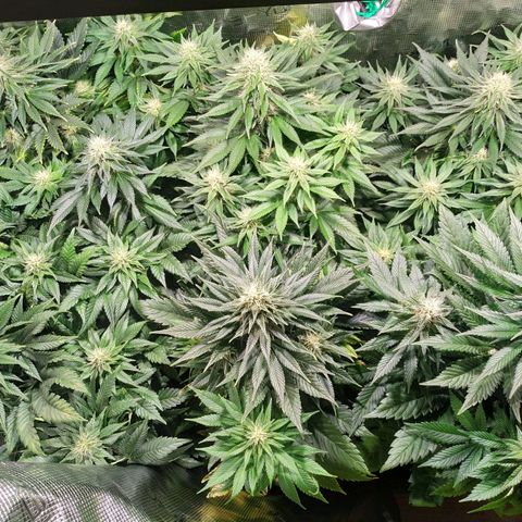 Northern Lights growlog timeline photo