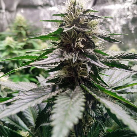 Northern Lights growlog timeline photo
