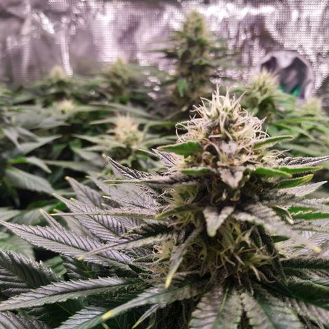 Northern Lights growlog timeline photo