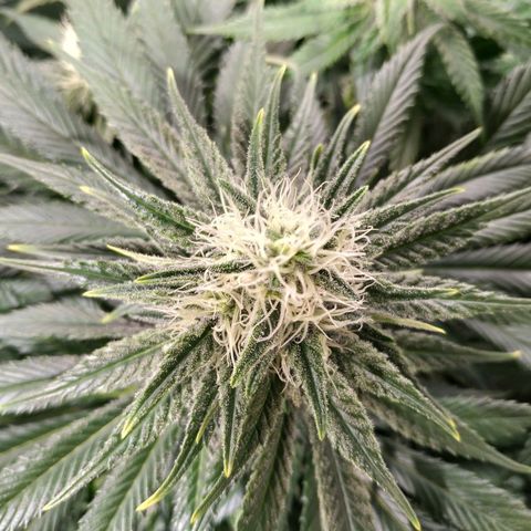 Northern Lights growlog timeline photo