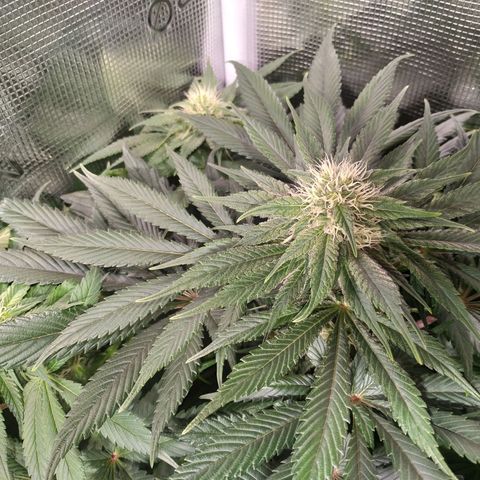 Northern Lights growlog timeline photo