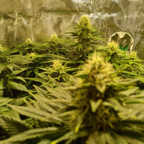 Northern Lights growlog timeline photo