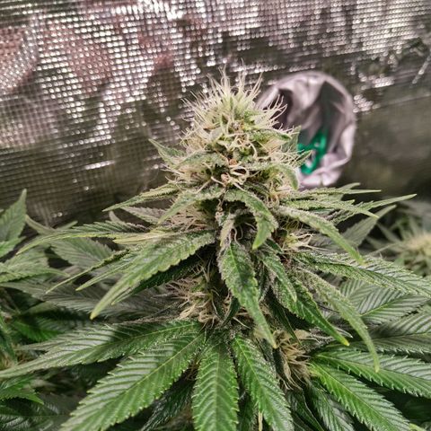 Northern Lights growlog timeline photo
