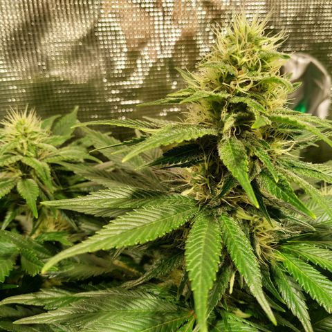 Northern Lights growlog timeline photo