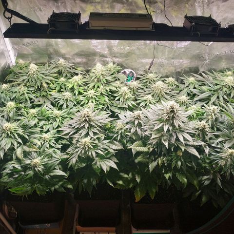 Northern Lights growlog timeline photo