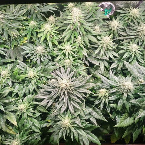 Northern Lights growlog timeline photo