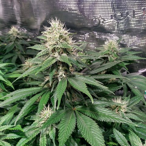 Northern Lights growlog timeline photo