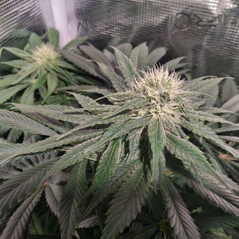 Northern Lights growlog timeline photo