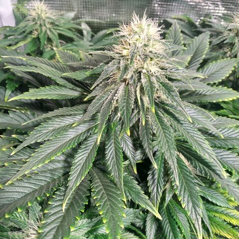 Northern Lights growlog timeline photo