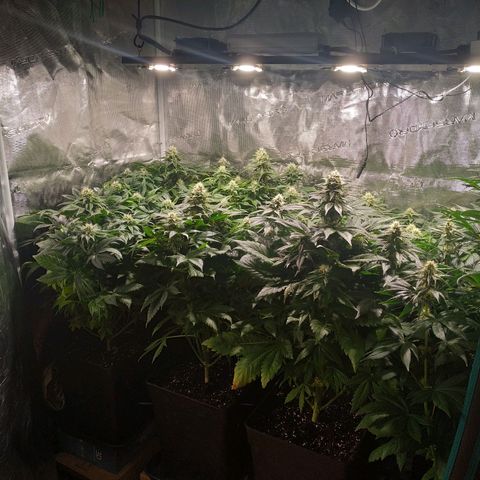 Northern Lights growlog timeline photo