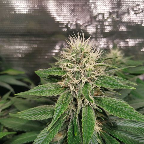 Northern Lights growlog timeline photo