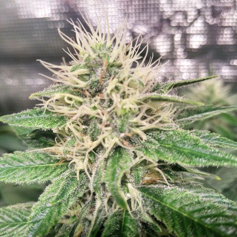 Northern Lights growlog timeline photo