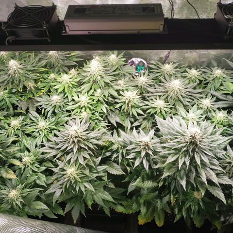 Northern Lights growlog timeline photo