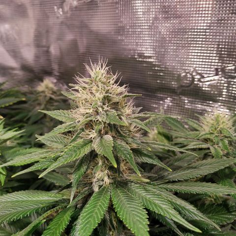 Northern Lights growlog timeline photo