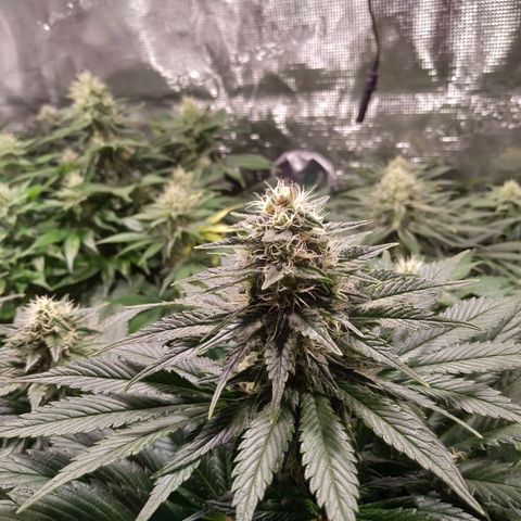 Northern Lights growlog timeline photo