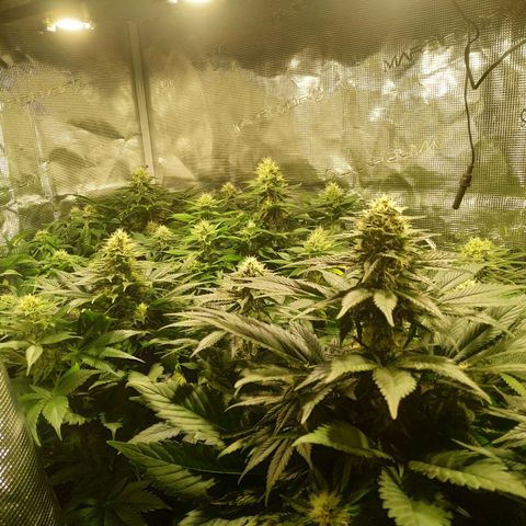 Northern Lights growlog timeline photo