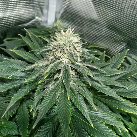 Northern Lights growlog timeline photo