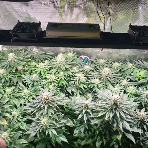 Northern Lights growlog timeline photo