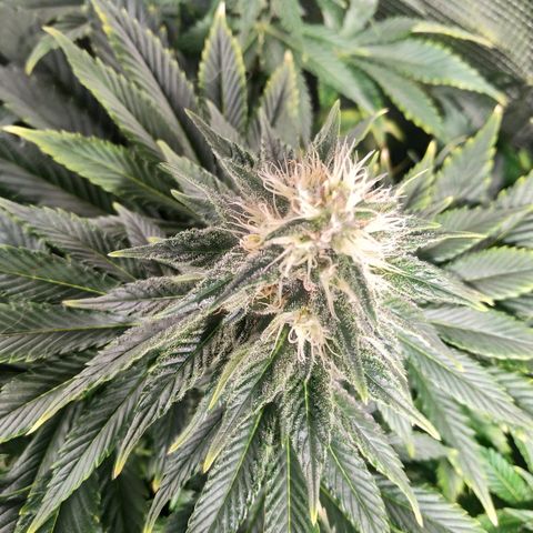 Northern Lights growlog timeline photo