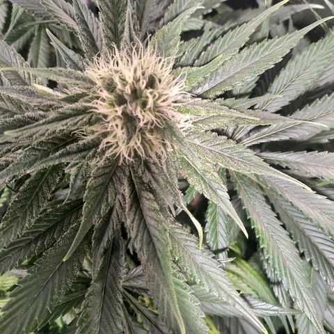 Northern Lights growlog timeline photo