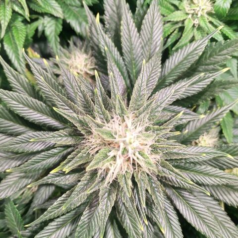 Northern Lights growlog timeline photo