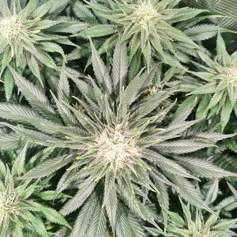 Northern Lights growlog timeline photo