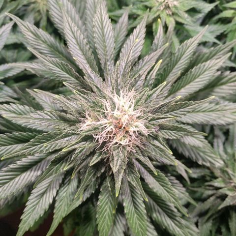 Northern Lights growlog timeline photo