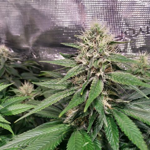 Northern Lights growlog timeline photo