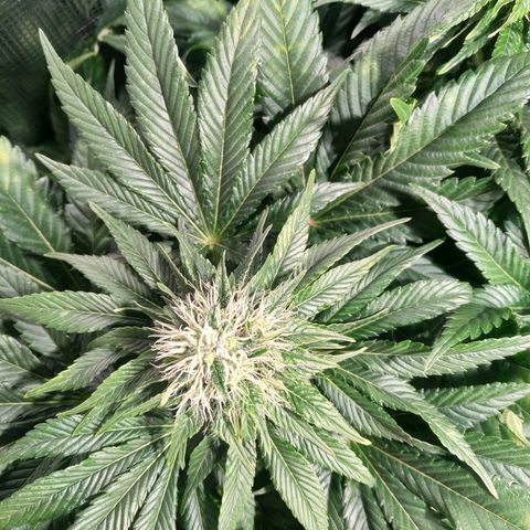 Northern Lights growlog timeline photo