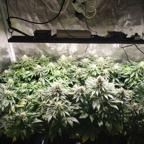 Northern Lights growlog timeline photo