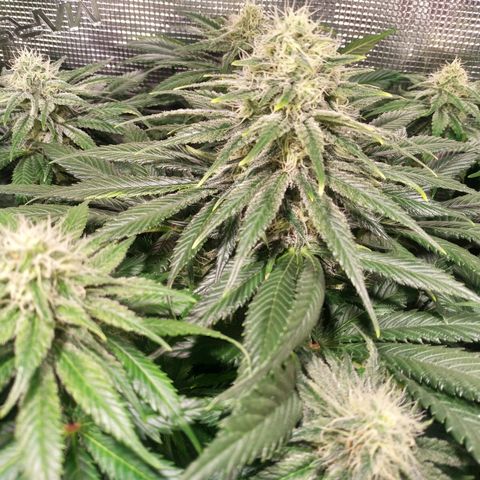 Northern Lights growlog timeline photo