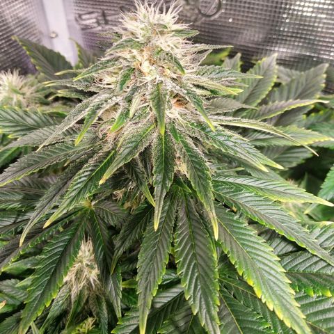 Northern Lights growlog timeline photo