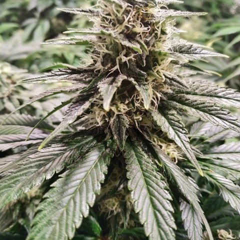 Northern Lights growlog timeline photo