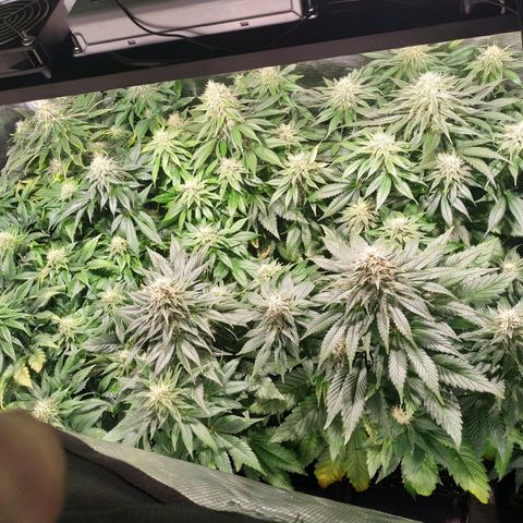 Northern Lights growlog timeline photo