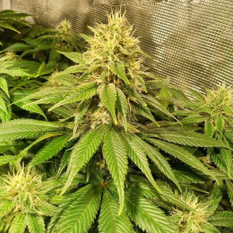 Northern Lights growlog timeline photo