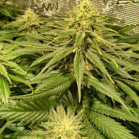 Northern Lights growlog timeline photo
