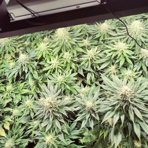 Northern Lights growlog timeline photo
