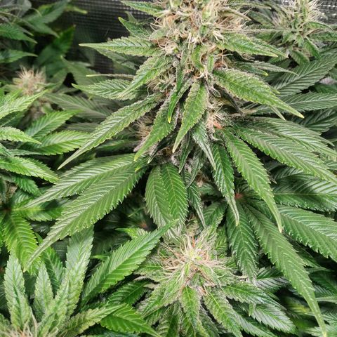 Northern Lights growlog timeline photo