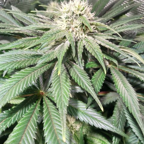 Northern Lights growlog timeline photo