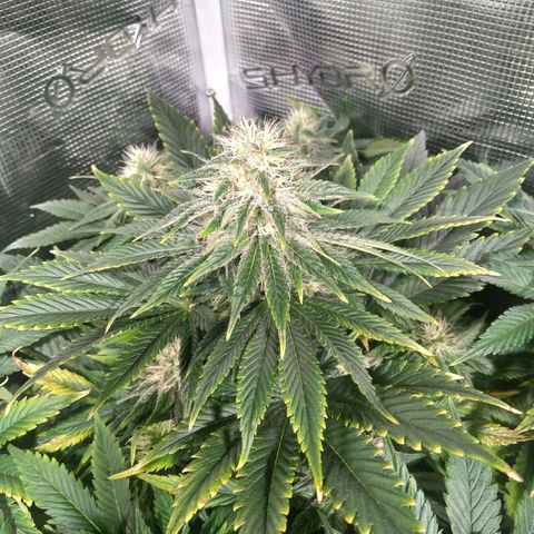 Northern Lights growlog timeline photo
