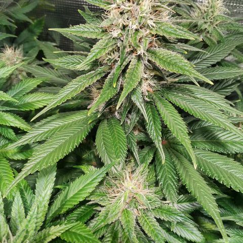 Northern Lights growlog timeline photo