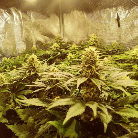 Northern Lights growlog timeline photo