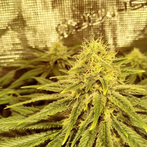 Northern Lights growlog timeline photo