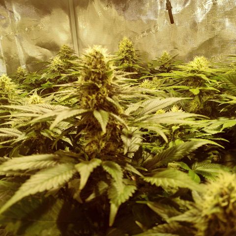 Northern Lights growlog timeline photo