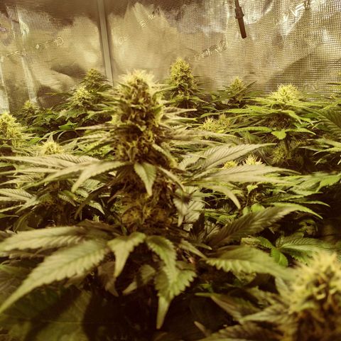Northern Lights growlog timeline photo