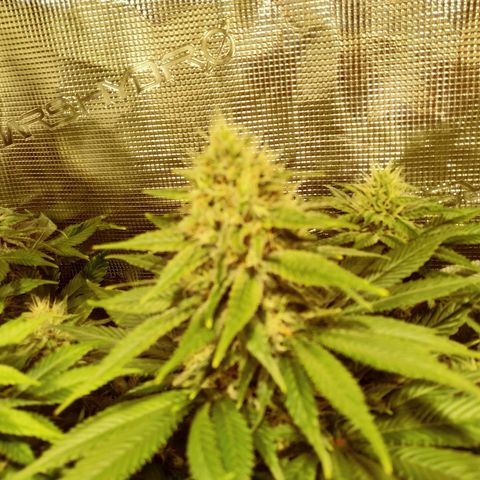 Northern Lights growlog timeline photo